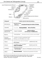 Vorschau - Arbeitsblätter - Übungsmaterial Zelle Elektronenmikroskopisch Zellorganellen - Seite 3