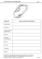 Vorschau - Arbeitsblätter - Übungsmaterial Zelle Elektronenmikroskopisch Zellorganellen - Seite 1