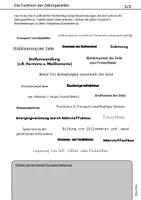 Vorschau - Arbeitsblätter - Übungsmaterial Zelle Elektronenmikroskopisch Zellorganellen - Seite 2