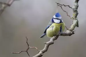 Vorschau - Arbeitsblätter - Anpassung: Warum plustern sich Vögel im Winter auf? - Deckblatt