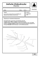 Vorschau - Arbeitsblätter - Indische Stabschrecke beschriften (4 Schwierigkeitsstufen) - Seite 2