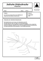 Vorschau - Arbeitsblätter - Indische Stabschrecke beschriften (4 Schwierigkeitsstufen) - Seite 3