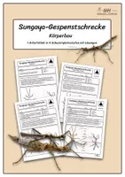 Vorschau - Arbeitsblätter - Sungaya-Gespenstschrecke beschriften (4 Schwierigkeitsst.) - Deckblatt