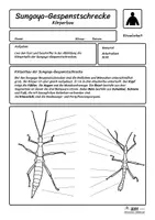 Vorschau - Arbeitsblätter - Sungaya-Gespenstschrecke beschriften (4 Schwierigkeitsst.) - Seite 2
