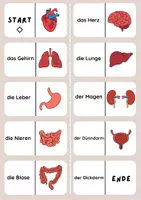 Vorschau - Stationenlernen - Domino Organe - Seite 3