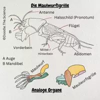 Vorschau - Bildkarten - Freebie - Infografik - Maulwurfsgrille - Seite 1