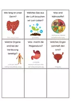 Vorschau - Stationenlernen - Quiz Organe - Seite 3