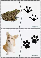 Vista previa - Juegos / Gamificación - Rastreo de animales - página 3