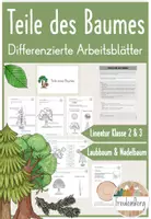 Vorschau - Arbeitsblätter - Teile des Baumes - Materialpaket - Seite 1