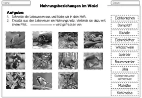 Vorschau - Arbeitsblätter - Arbeitsblatt Nahrungsnetz Ökosystem Wald - Seite 1