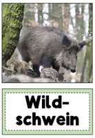 Vorschau - Bildkarten - Bildkarten Nahrungsbeziehungen im Wald - Seite 2