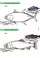 Vorschau - Arbeitsblätter - Arbeitsblatt Osmoregulation Fische Süßwasser Salzwasser - Seite 2