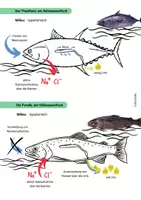 Vorschau - Arbeitsblätter - Arbeitsblatt Osmoregulation Fische Süßwasser Salzwasser - Seite 3