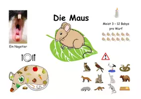Vorschau - Poster - Die Maus-Mausarten_Informations-Poster - Seite 3