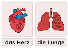 Vorschau - Bildkarten - Deckblatt BK Organe - Seite 2