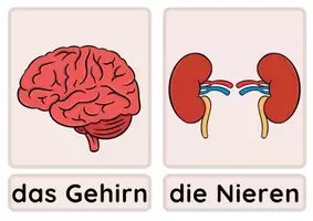 Vorschau - Bildkarten - Deckblatt BK Organe - Seite 3
