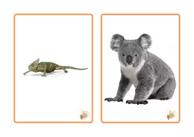 Vista previa - Tarjetas / Manipulativos - TARJETA VOCABULARIO ANIMALES - página 2