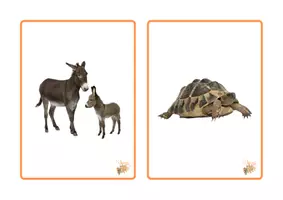 Vista previa - Tarjetas / Manipulativos - TARJETA VOCABULARIO ANIMALES - página 3