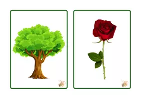 Vista previa - Tarjetas / Manipulativos - TARJETA VOCABULARIO NATURALEZA - página 2