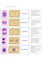 Vorschau - Spiele - Mitose - Quartett - Deckblatt