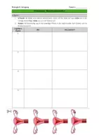 Vorschau - Arbeitsblätter - Menstruationszyklus - Seite 2