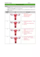 Vorschau - Arbeitsblätter - Menstruationszyklus - Seite 3