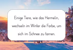 Vorschau - Fördermaterial/Inklusion - Tiere im Winter Kartei plus Quiz - Seite 3
