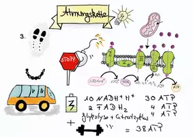 Vorschau - selbst erstellte Cliparts/Grafiken - Sketchnote zur Atmungskette - Deckblatt