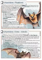 Vorschau - Stundenentwürfe - Fledermaus: Stationenarbeit zum Säugetier Fledermaus / Flughund - Seite 3