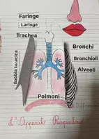anteprima - Materiale di supporto/inclusione - L’apparato respiratorio in 3D! 🫁 - Pagina 2