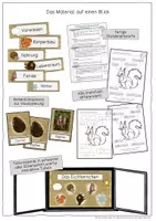 Vorschau - Stundenentwürfe - Das Eichhörnchen - Unterrichtseinheit für Klasse 1 - Seite 2