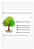 Vorschau - Test - Klassenarbeit/Lernstandserhebung "Wald" - Klasse 3/4 - Seite 2