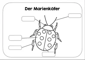 Vorschau - Arbeitsblätter - Marienkäfer Lernplakat - Arbeitsblatt - Deckblatt