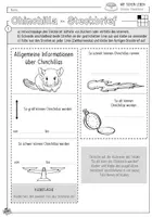 Vorschau - Mal- und Bastelvorlagen - Infocube: Haustiere | Chinchilla - Seite 1