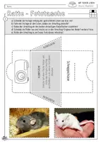 Vorschau - Mal- und Bastelvorlagen - Infocube: Haustiere | Ratte - Seite 2