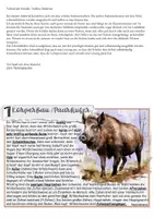 Vorschau - Stundenentwürfe - Wildschwein Stationenarbeit: Säugetier Wildschwein Paarhufer - Seite 1