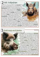 Vorschau - Stundenentwürfe - Wildschwein Stationenarbeit: Säugetier Wildschwein Paarhufer - Seite 2