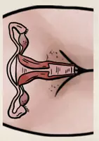 Vorschau - Arbeitsblätter - Sexualerziehung Innere Geschlechtsorgane - Seite 2