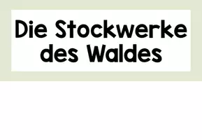 Vorschau - Präsentationen/Tafelbilder - Die Stockwerke des Waldes - Tafelmaterial - Seite 2