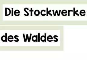 Vorschau - Präsentationen/Tafelbilder - Die Stockwerke des Waldes - Tafelmaterial - Seite 3