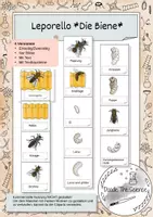 Vorschau - Mal- und Bastelvorlagen - Die Biene - Entwicklung, Entwicklungszyklus - Leporello - Deckblatt