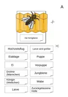 Vorschau - Mal- und Bastelvorlagen - Die Biene - Entwicklung, Entwicklungszyklus - Leporello - Seite 2