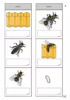 Vorschau - Mal- und Bastelvorlagen - Die Biene - Entwicklung, Entwicklungszyklus - Leporello - Seite 3