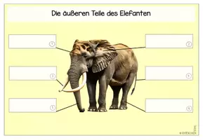 Vorschau - Stationenlernen - Der Elefant | Säugetiere | Materialpaket - Seite 1