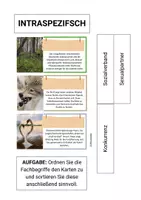 Vorschau - Arbeitsblätter - Biotische Faktoren Bildkarten-Set Zuordnungsübung - Seite 2