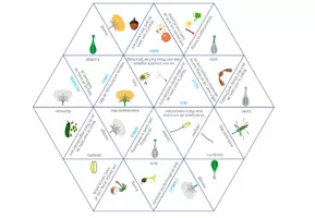 Vorschau - Spiele - Aufbau der Blüte und Fortpflanzung in Pflanzen – Dreieck Domino Spiel - Seite 2