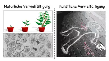 Vorschau - Stundenentwürfe - DNA-Replikation / Polymerase Kettenreaktion (PCR) Vergleich - Unterrichtsstunde mit Arbeitsmaterial - Seite 3