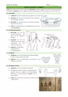 Vorschau - Unterrichtsreihen - Unterrichtsreihe: Bio 10: Evolution - Seite 2