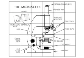 Vorschau - Spiele - Microscope - Jigsaw Puzzle - Seite 1