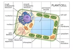 Vorschau - Arbeitsblätter - Plant cell - Jigsaw Puzzle - Seite 2